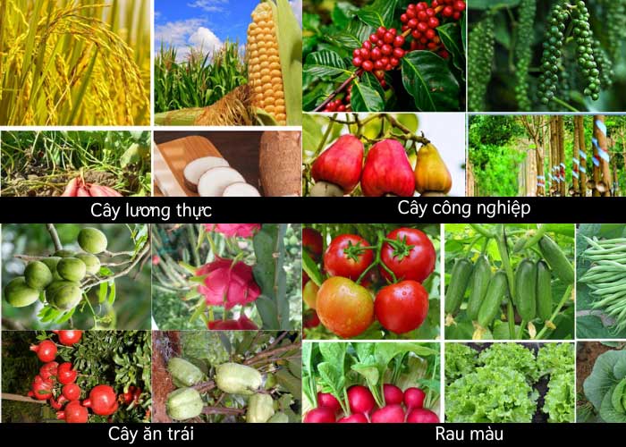Máy bay bón phân phù hợp cho loại cây trồng nào