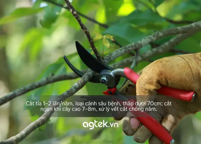 cắt tỉa và tạo tán