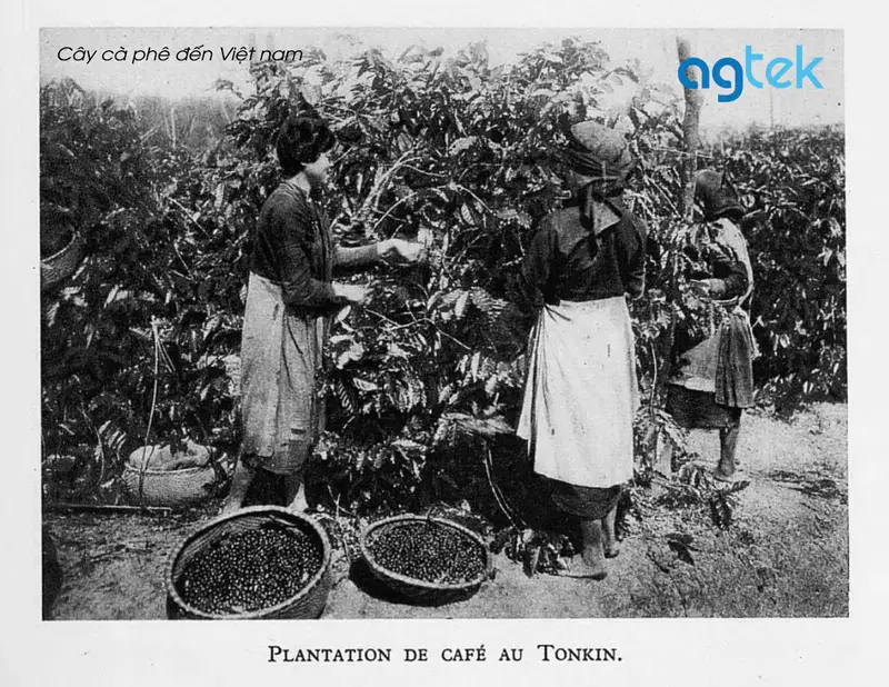 Cây cà phê đến Việt Nam