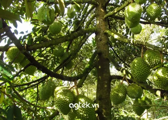 Cây sầu riêng