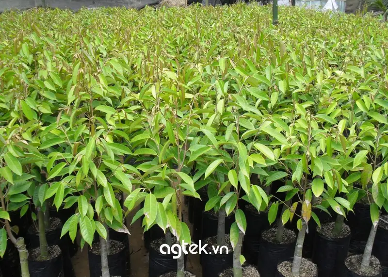 Chọn giống cây sầu riêng