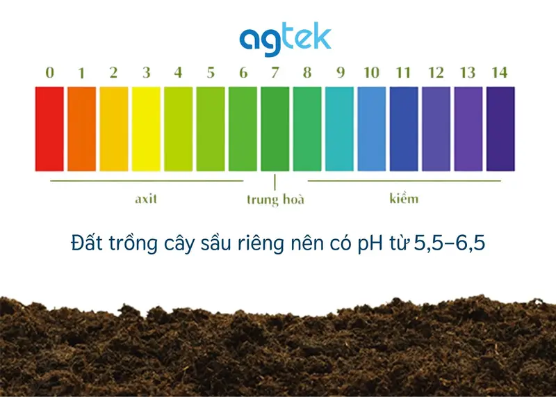 đất trồng cây sầu riêng