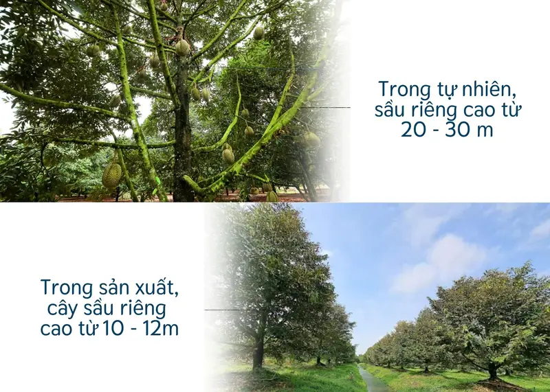 Hình ảnh cây sầu riêng