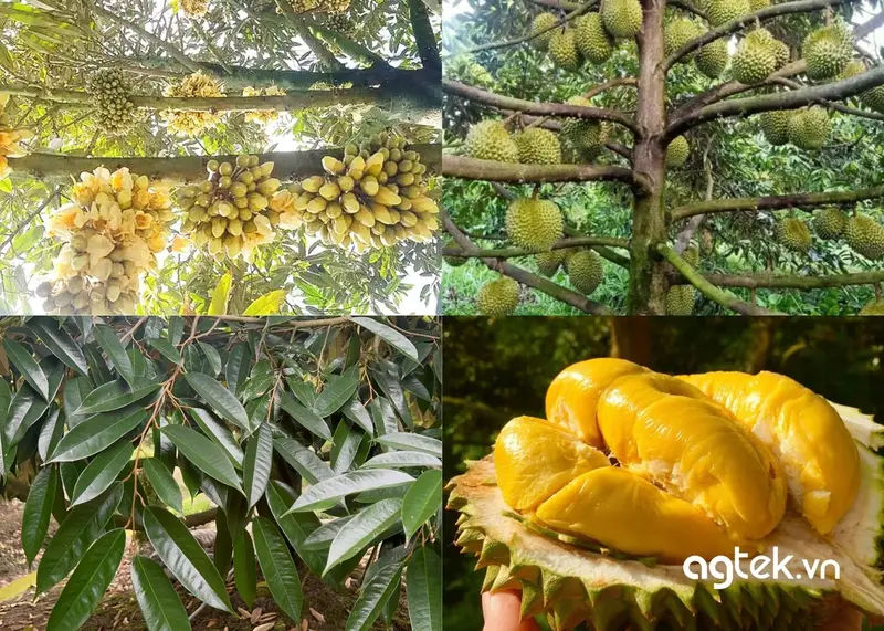 hình ảnh cây sầu riêng