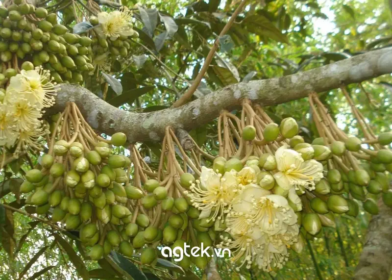 hoa cây sầu riêng