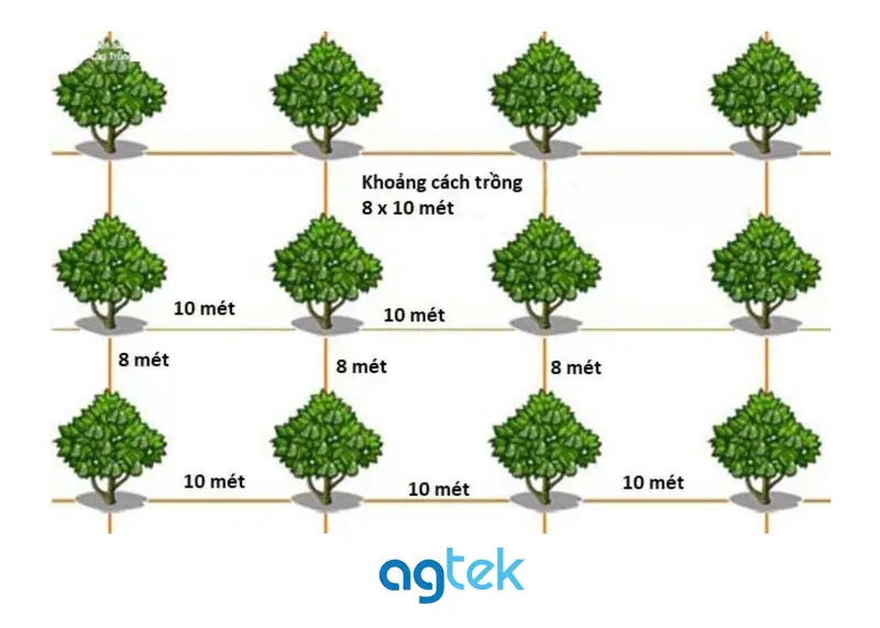 Khoảng cách trồng cây sầu riêng