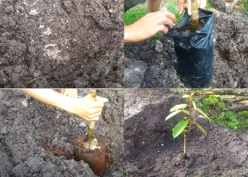 Kỹ thuật trồng cây sầu riêng con