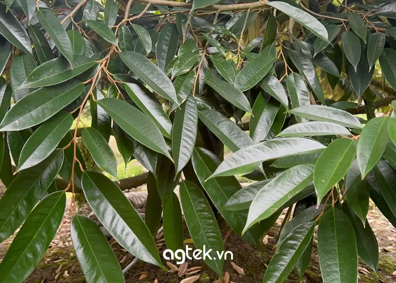 lá cây sầu riêng