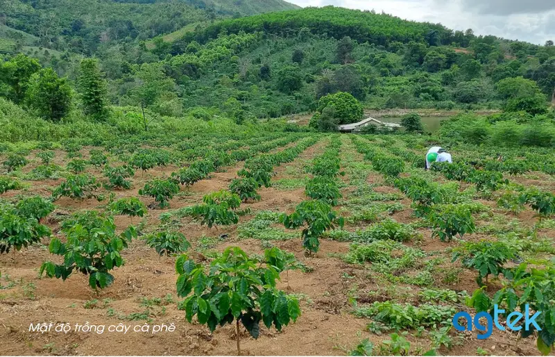 Mật độ trồng cây cà phê