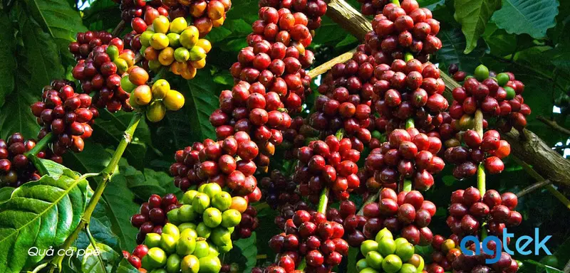 Quả cà phê