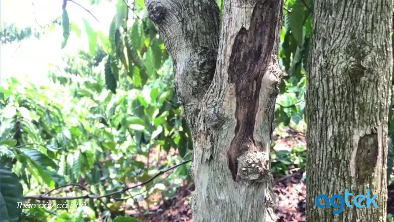 Thân cây cà phê