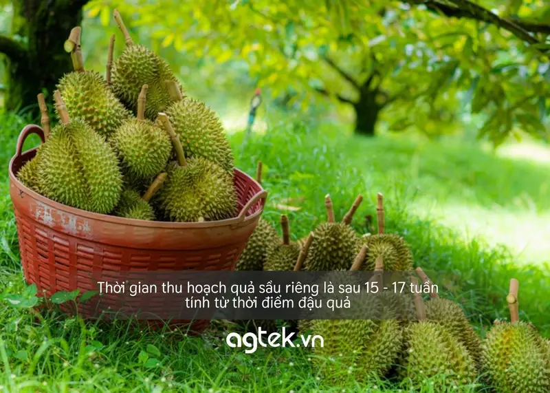 Thời gian thu hoạch quả sầu riêng