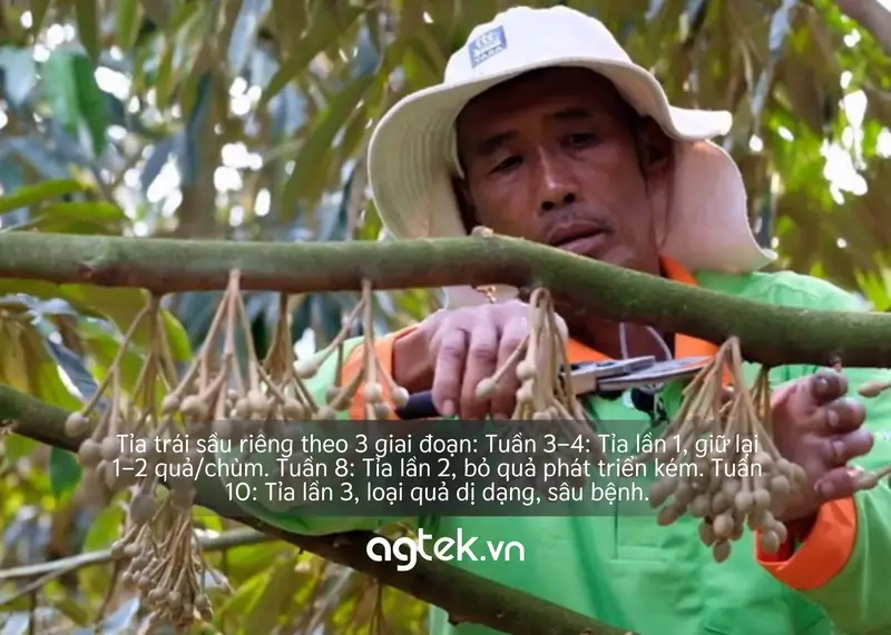 tỉa hoa sầu riêng