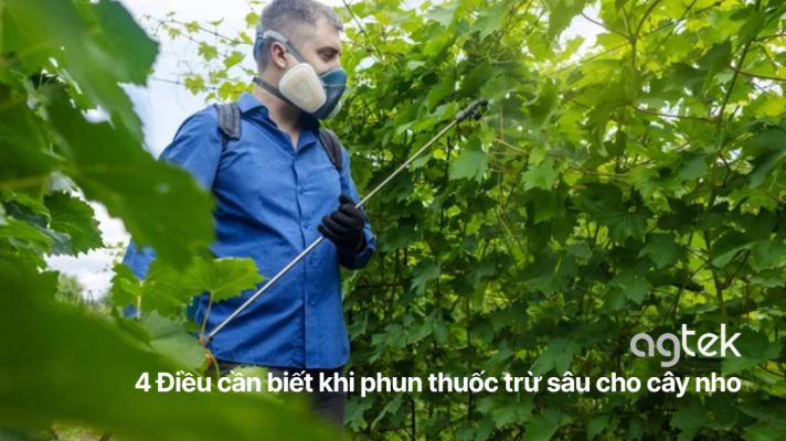 4 Điều cần biết khi phun thuốc trừ sâu cho cây nho