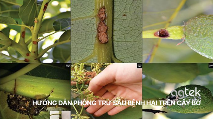 HƯỚNG DẪN PHÒNG TRỪ SÂU BỆNH HẠI TRÊN CÂY BƠ