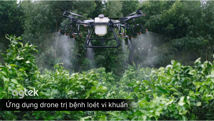 Ứng dụng drone trị bệnh loét vi khuẩn, nguyên nhân, triệu chứng, cách phòng trừ