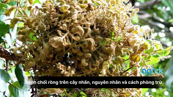 Bệnh chổi rồng trên cây nhãn, nguyên nhân, triệu chứng và cách phòng trừ