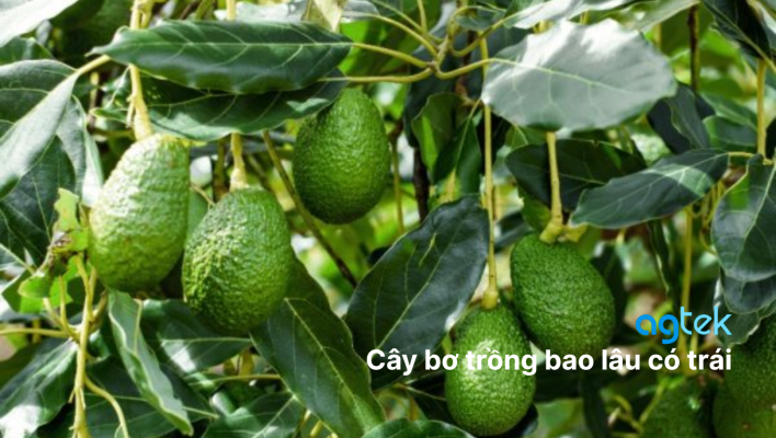 Cây bơ trồng bao lâu có trái? Hướng dẫn cách trồng để bơ sai trái