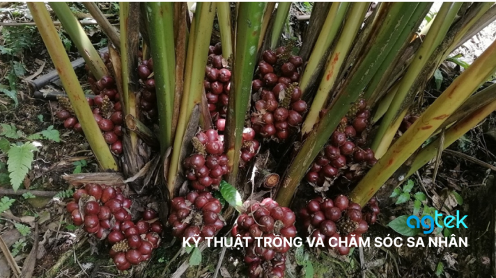KỸ THUẬT TRỒNG VÀ CHĂM SÓC SA NHÂN CHI TIẾT
