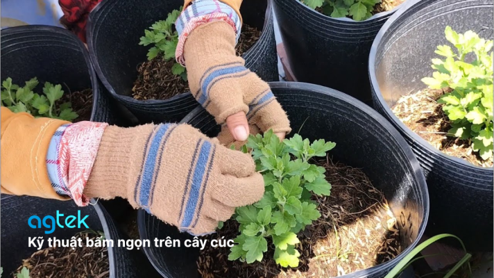 Kỹ thuật bấm ngọn, cơi đọt cúc Tết 2025 chuẩn, nở đúng vụ