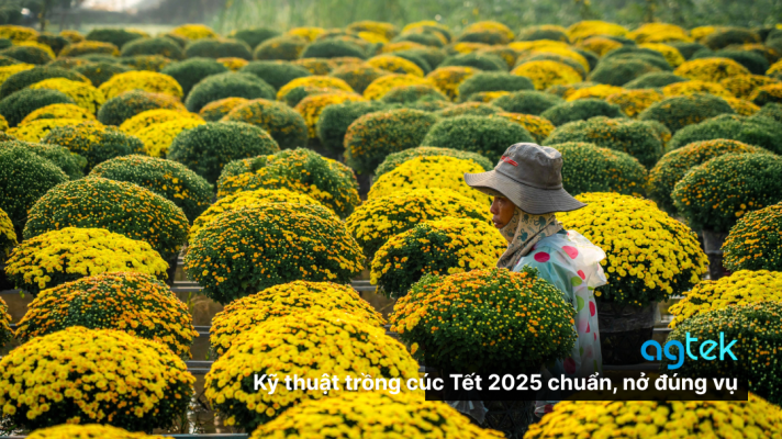 Kỹ thuật trồng cúc Tết 2025 chuẩn, nở đúng vụ
