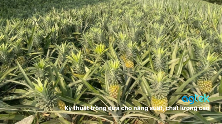 Kỹ thuật trồng dứa cho năng suất, chất lượng cao
