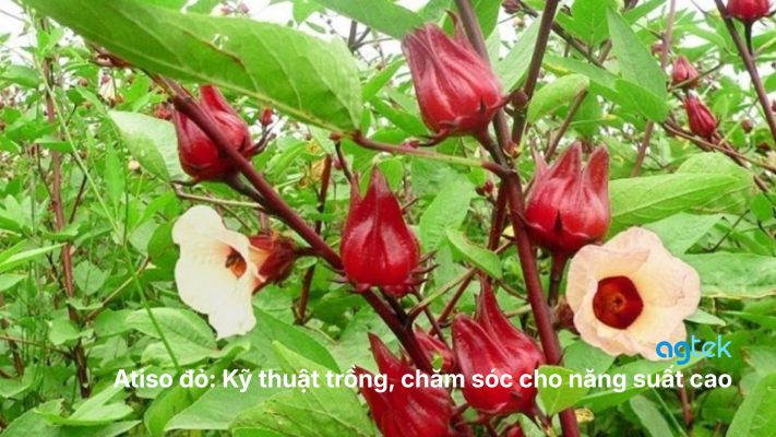Atiso đỏ: Kỹ thuật trồng năng suất cao, giá trị dược liệu 2025, quản lý sâu bệnh