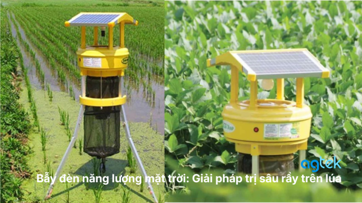Bẫy đèn năng lượng mặt trời: Giải pháp trị sâu rầy trên lúa