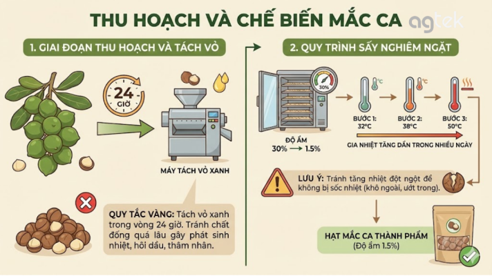 Cây mắc ca: thu hoạch và chế biến mắc ca
