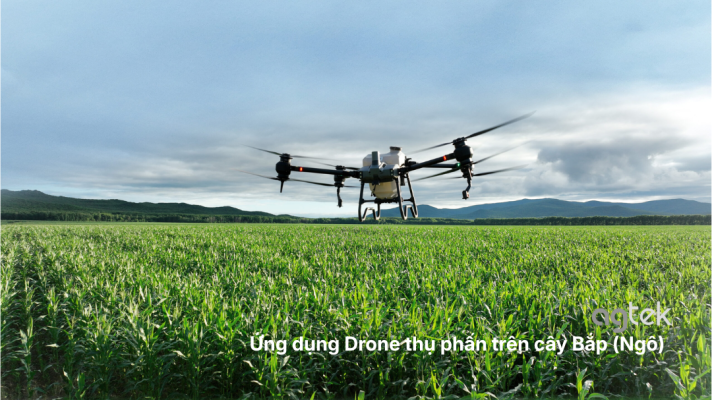 Ứng dụng Drone thụ phấn trên cây Bắp (Ngô)