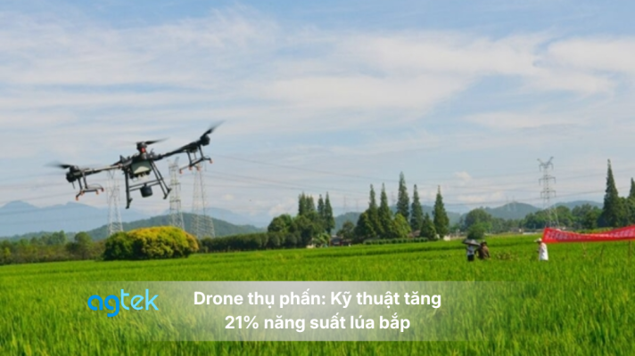 Drone thụ phấn: Kỹ thuật tăng 21% năng suất lúa bắp