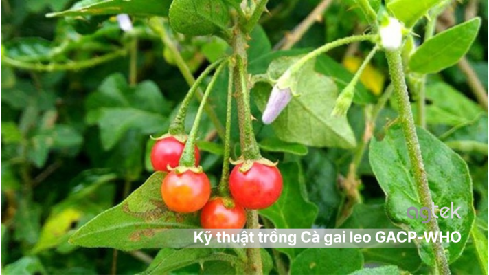 Kỹ thuật trồng Cà gai leo GACP-WHO
