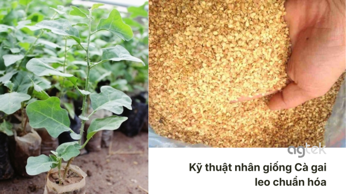 Kỹ thuật trồng Cà gai leo GACP-WHO, Kỹ thuật nhân giống Cà gai leo chuẩn hóa