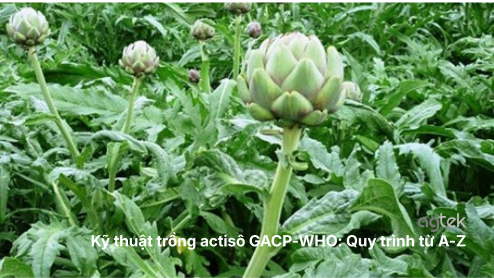 Kỹ thuật trồng actisô GACP-WHO: Quy trình từ A-Z cho nhà vườn