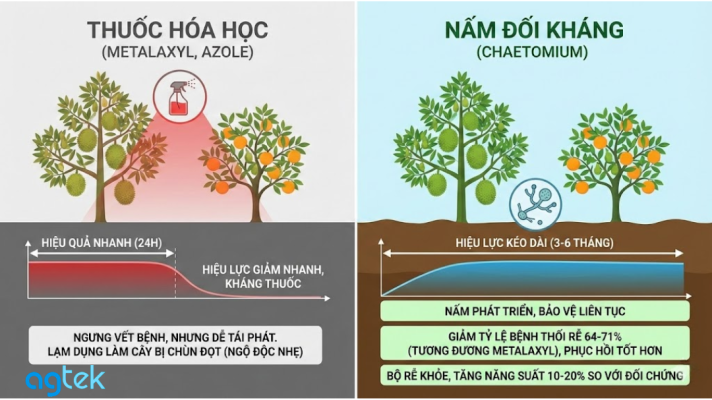 So sánh hiệu quả Nấm đối kháng Chaetomium với thuốc hóa học