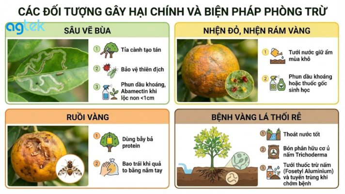 kỹ thuật canh tác bưởi theo VietGAP Các đối tượng gây hại chính TRÊN BƯỞI và biện pháp phòng trừ
